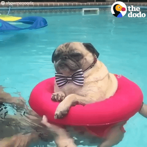 Ein Hund steckt in einem Schwimmring, der sich in einem Pool dreht.